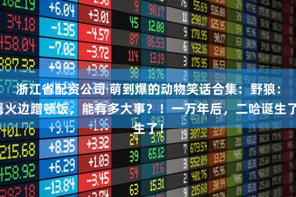 浙江省配资公司 萌到爆的动物笑话合集：野狼：篝火边蹭顿饭，能有多大事？！一万年后，二哈诞生了！